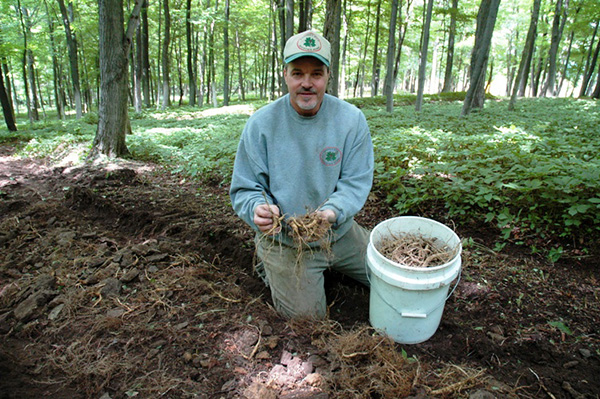 Larry in the forest holding Ginseng Rootlets