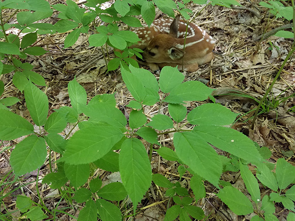 New Fawn with Ginseng Plants